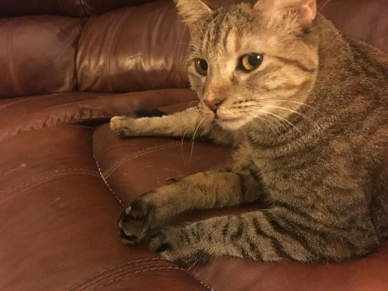 An adult large-sized female Domestic Short Hair cat named Bug for adoption in Tucson, AZ