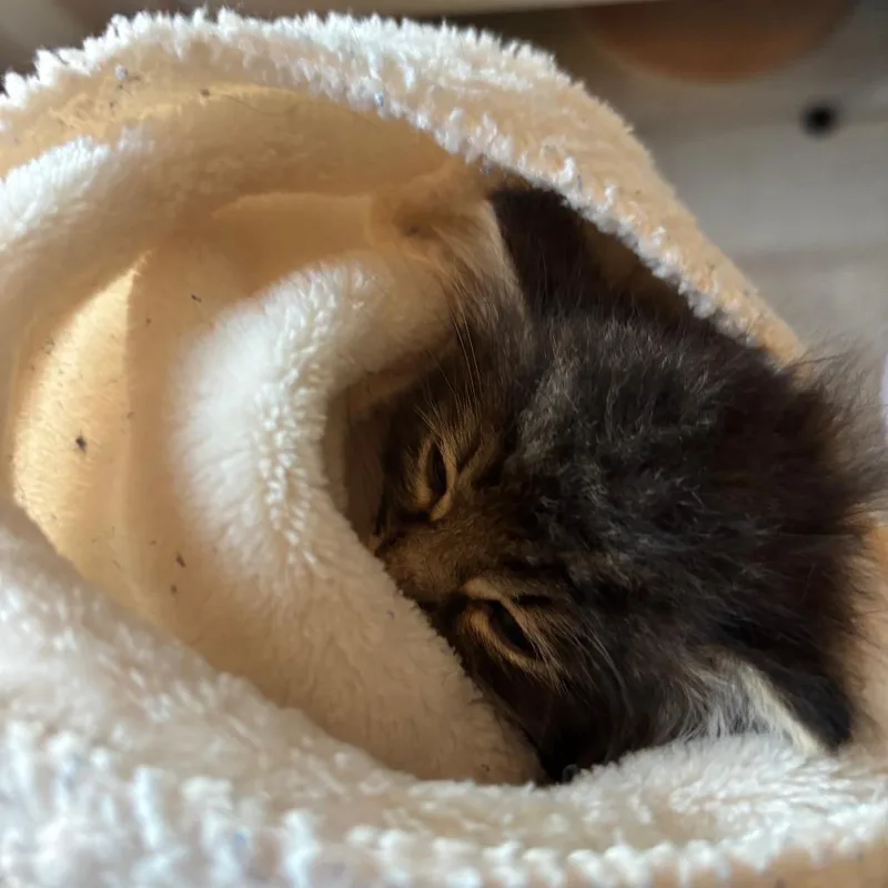 A baby small-sized male Brown / Chocolate Domestic Long Hair cat named Fudgesickles for adoption in Westminster, CA