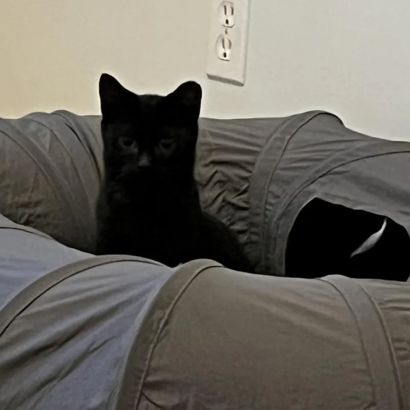 A baby medium-sized male Black Domestic Short Hair cat named Dante for adoption in Spokane, WA