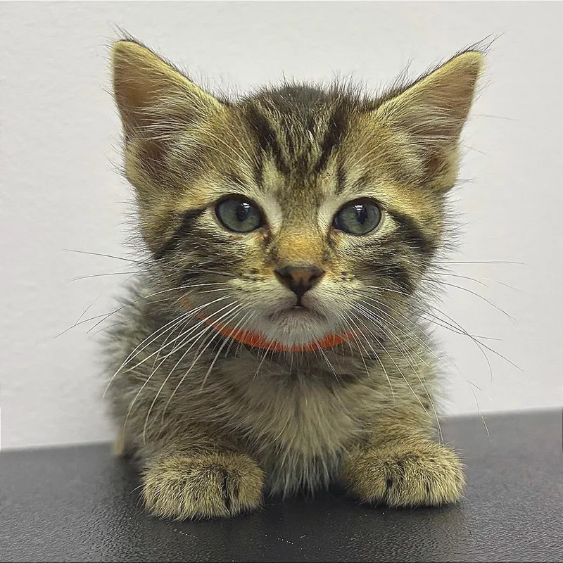 A baby small-sized male Domestic Short Hair cat named Mars for adoption in Hannibal, MO