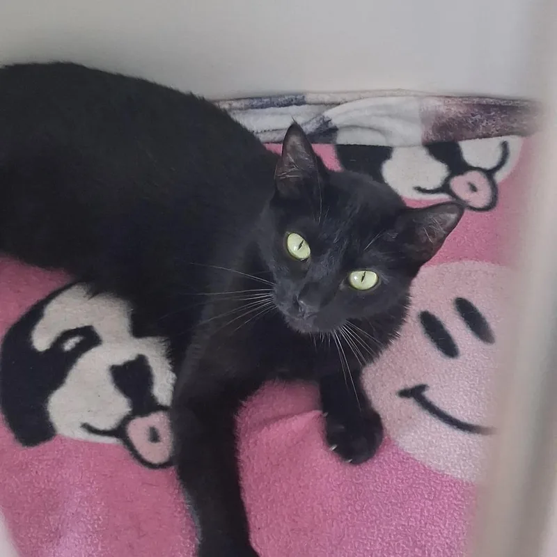 A young medium-sized female Domestic Short Hair cat named Cider for adoption in Elizabeth City, NC