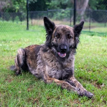 An adult large-sized female Mixed Breed dog named Darcy for adoption in Chamblee, GA