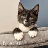 A baby medium-sized female Black & White / Tuxedo Domestic Short Hair cat named Blaire for adoption in Dodgeville, WI