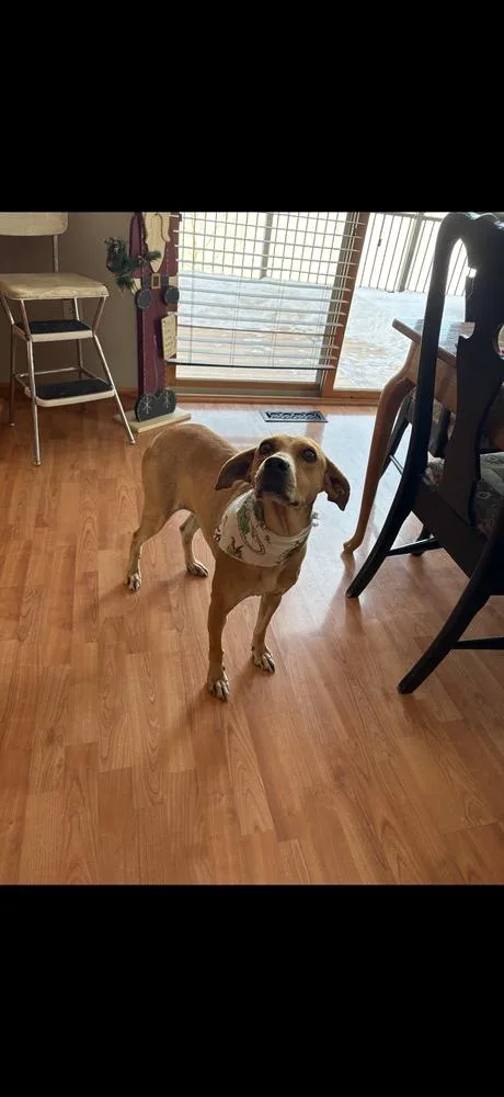 Brandy Rose thumbnail 2