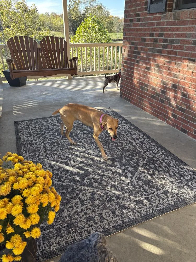 Brandy Rose thumbnail 3