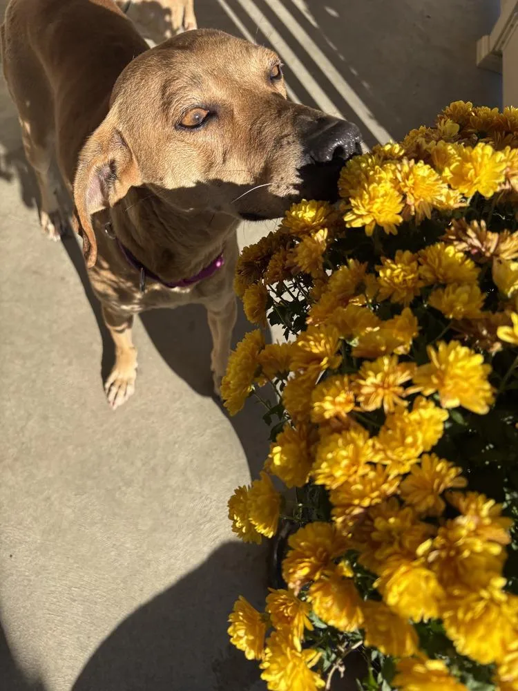 Brandy Rose thumbnail 4