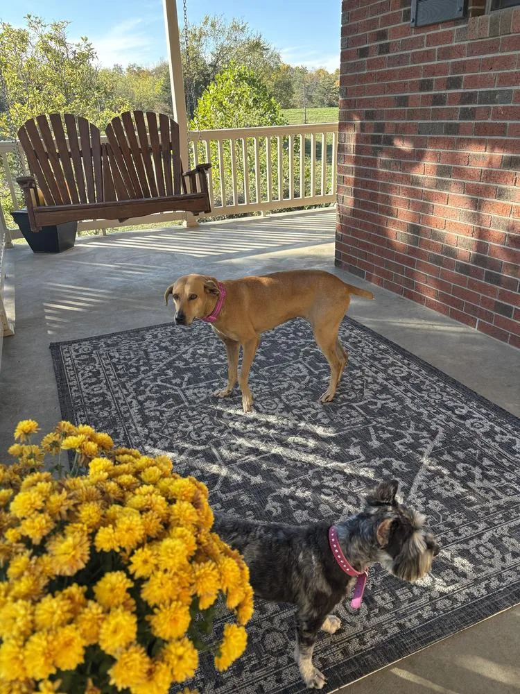 Brandy Rose thumbnail 5