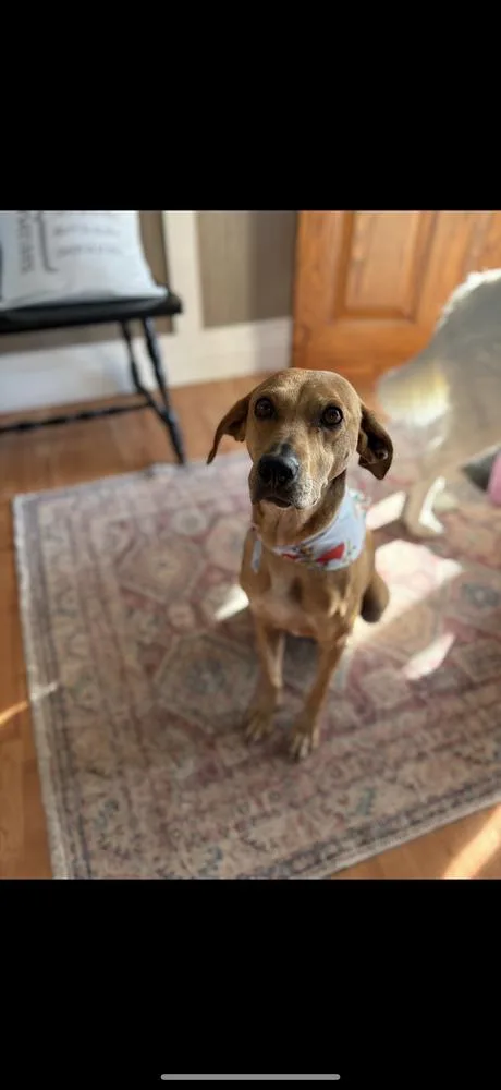 Brandy Rose thumbnail 6