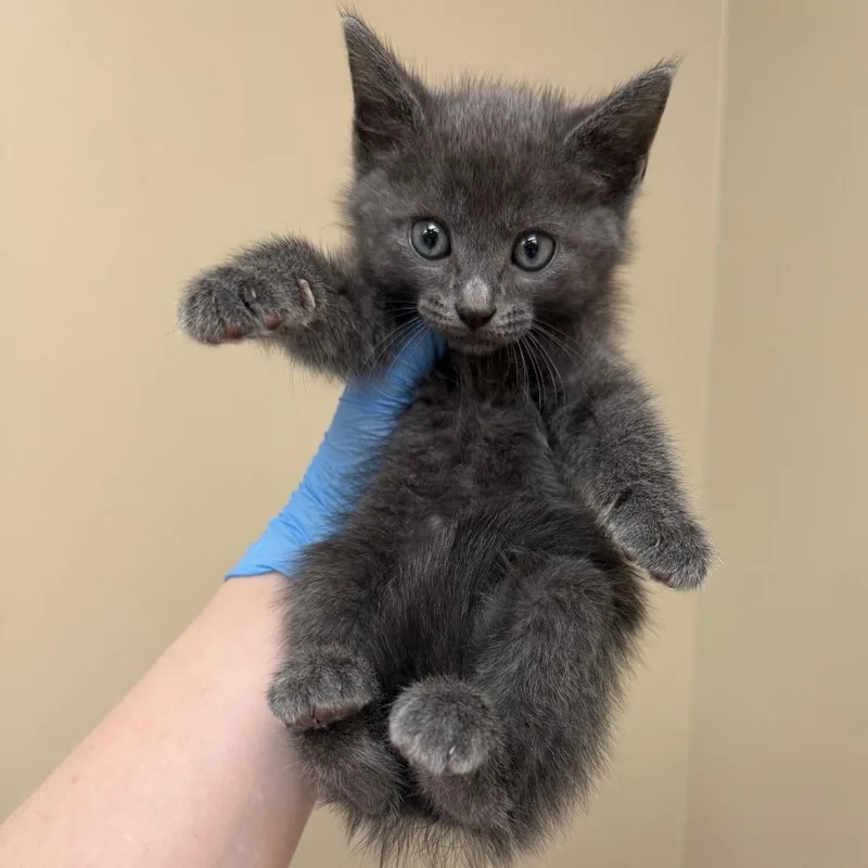 A baby small-sized male Gray / Blue / Silver Domestic Short Hair cat named Grau for adoption in Birmingham, AL