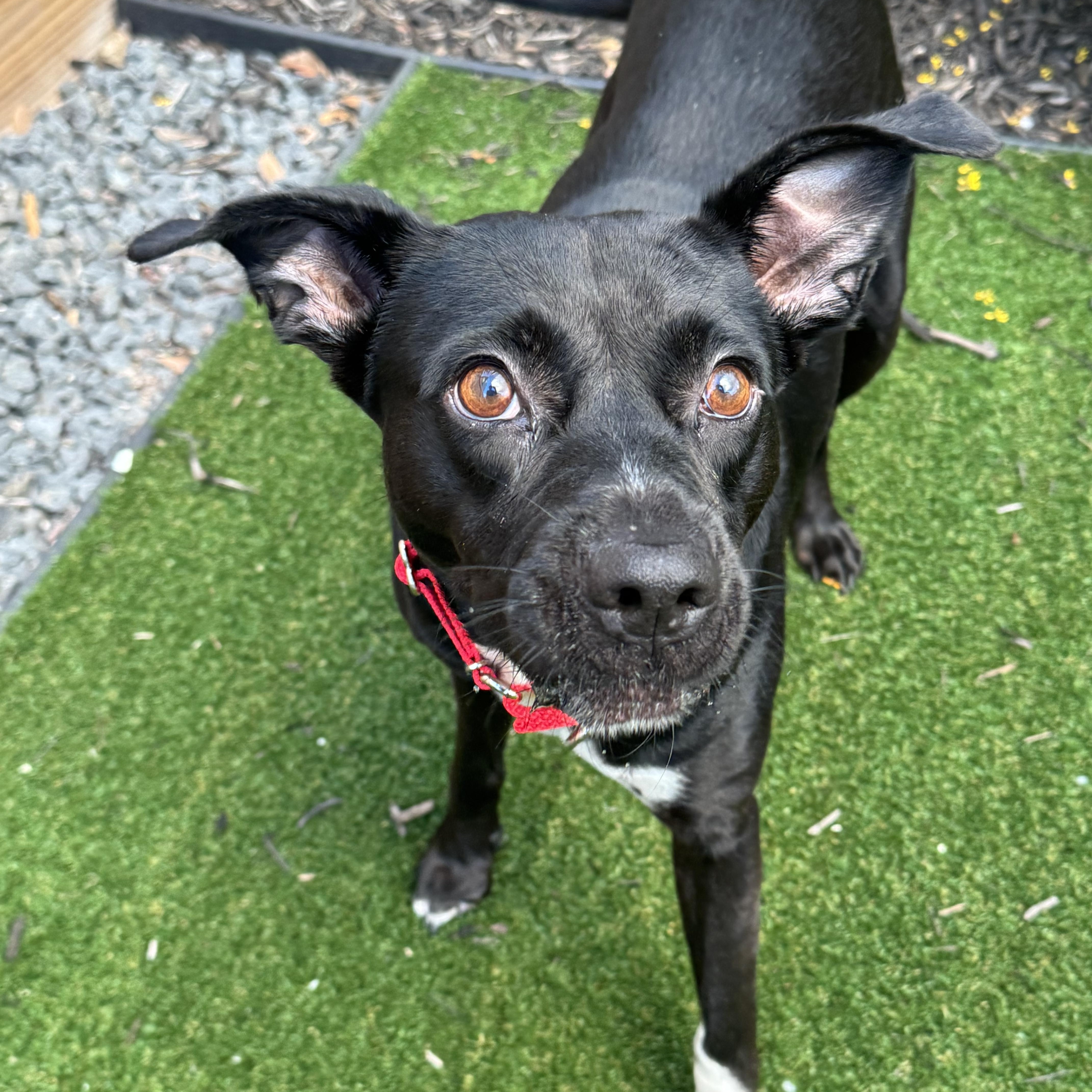 A young medium-sized female Black Chihuahua dog named Daisy for adoption in Houston, TX