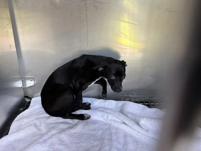A baby small-sized female Chihuahua dog named A for adoption in Naples, FL