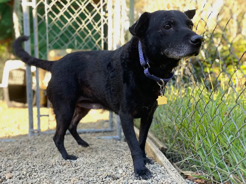 A senior medium-sized female Black Labrador Retriever dog named Siri for adoption in Hoquiam, WA
