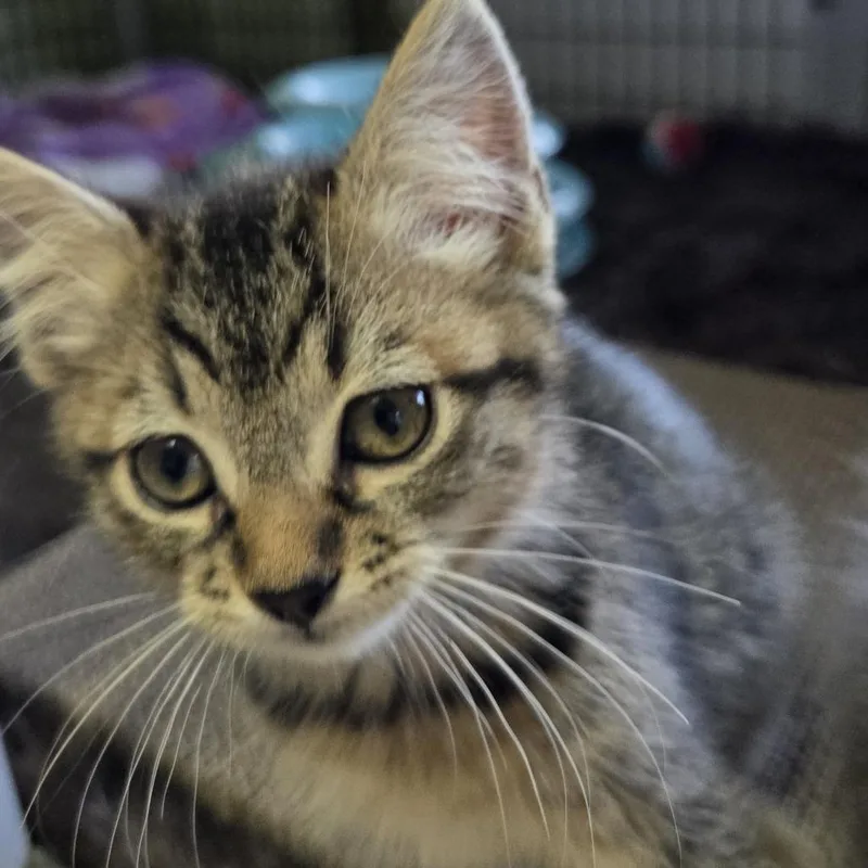 A baby small-sized male Domestic Short Hair cat named Adam for adoption in Allyn, WA