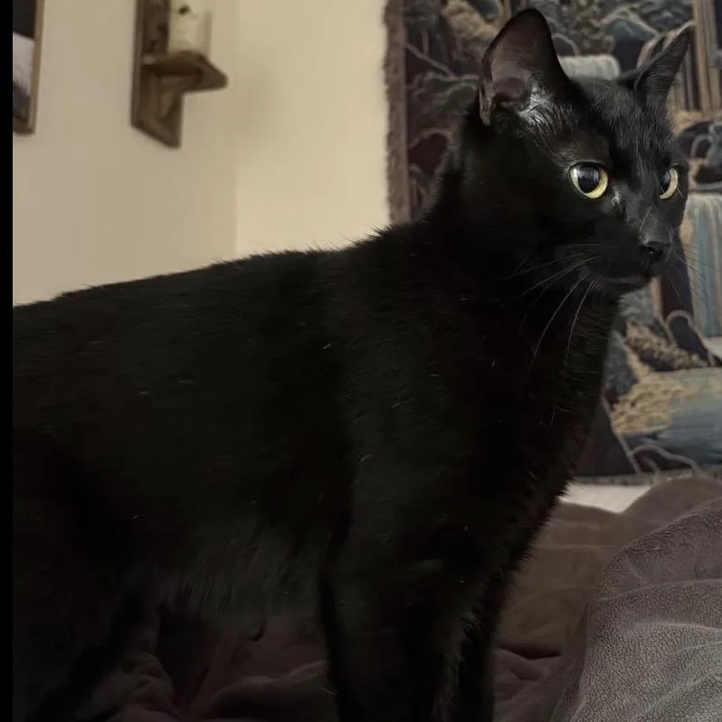 An adult medium-sized female Black Domestic Short Hair cat named Marley for adoption in Mentor, OH