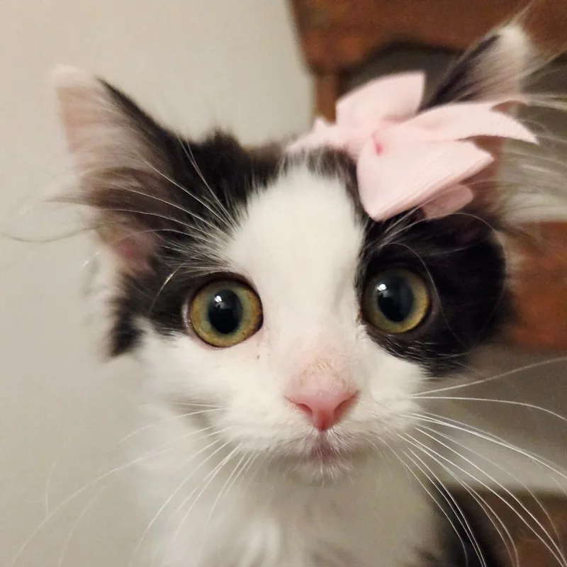 A baby small-sized female Black Domestic Long Hair cat named Jupiter for adoption in New Albany, OH