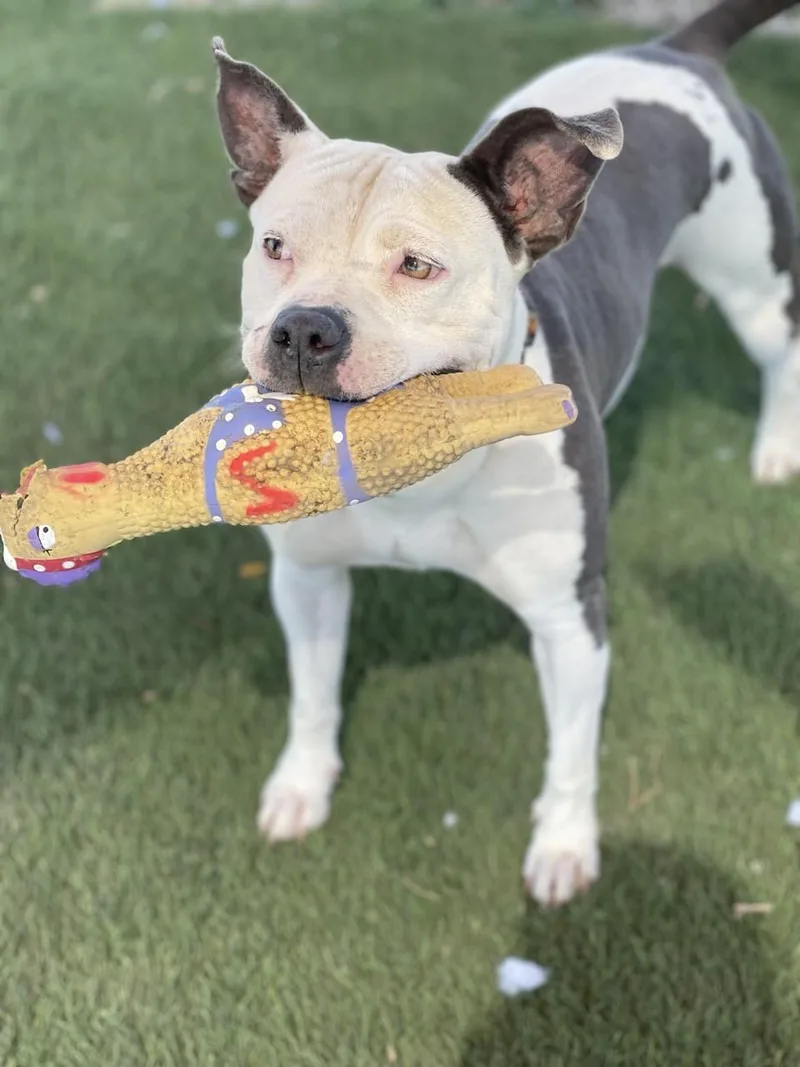 An adult medium-sized female White / Cream Mixed Breed dog named Alberta for adoption in Georgetown, TX