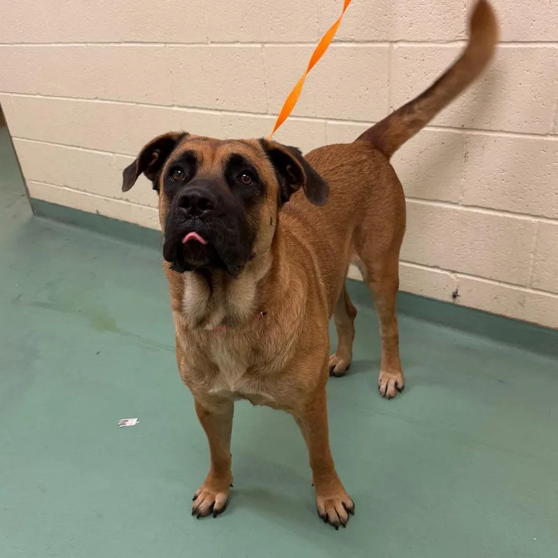 An adult extra large-sized female Brown / Chocolate Mixed Breed dog named Bonibel for adoption in Memphis, TN
