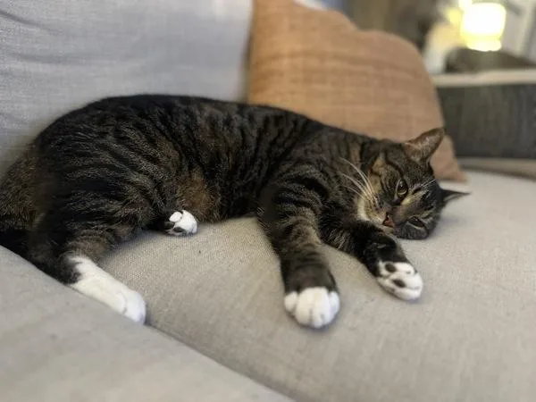 A senior medium-sized female Domestic Short Hair cat named Honey Jr. for adoption in New York, NY