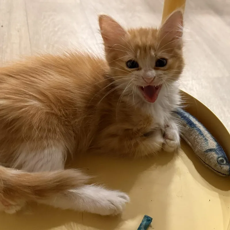 A baby small-sized female Orange / Red Domestic Short Hair cat named Goldie for adoption in Houston, TX