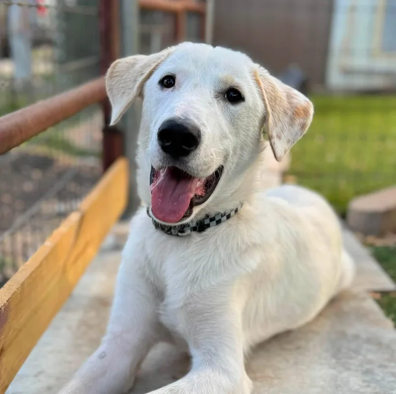 A young medium-sized male Labrador Retriever dog named Captain for adoption in Southlake, TX