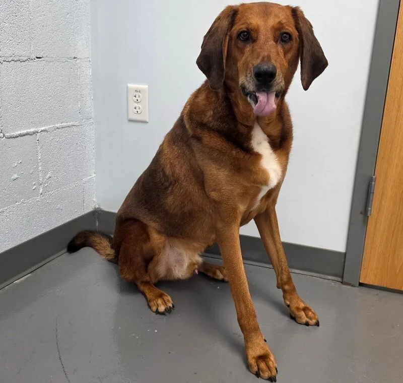 An adult medium-sized male Bloodhound dog named Tommy for adoption in Roanoke, VA