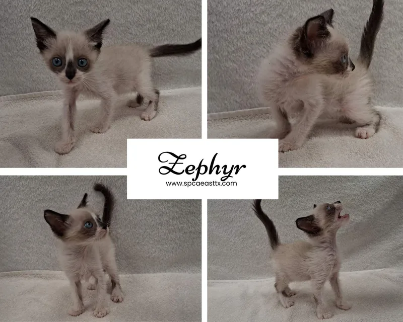 A young small-sized female Seal Point Domestic Short Hair cat named Zephyr for adoption in Tyler, TX