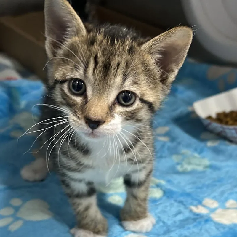 A baby small-sized male Brown / Chocolate Domestic Short Hair cat named Kimchi for adoption in Newark, NJ