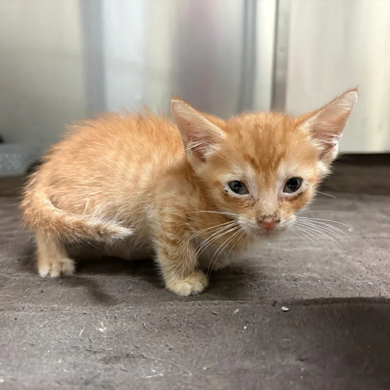 A baby small-sized male Buff / Tan / Fawn Domestic Short Hair cat named Goose for adoption in Columbus, GA