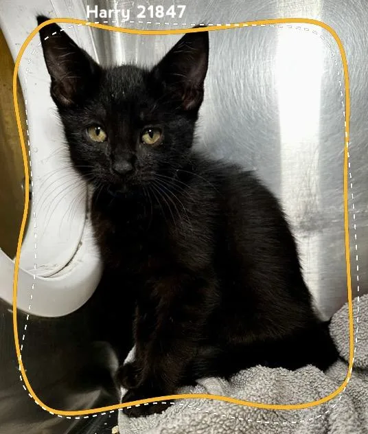 A baby medium-sized male Black Domestic Short Hair cat named Harry for adoption in Marietta, GA