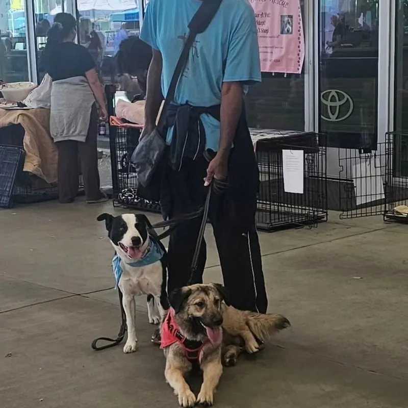 Otis Border Collie Lab thumbnail 2