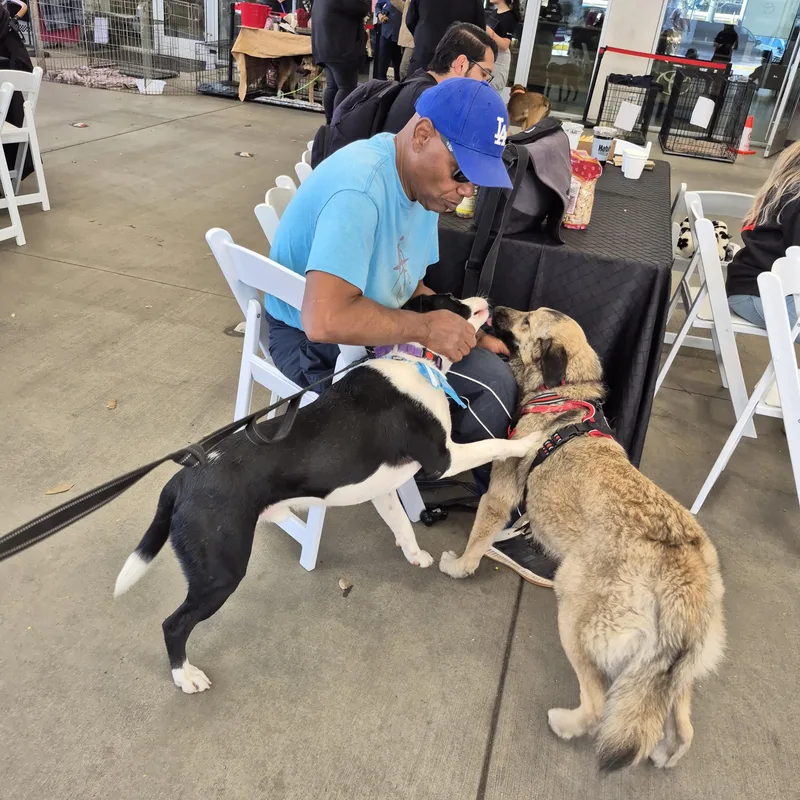 Otis Border Collie Lab