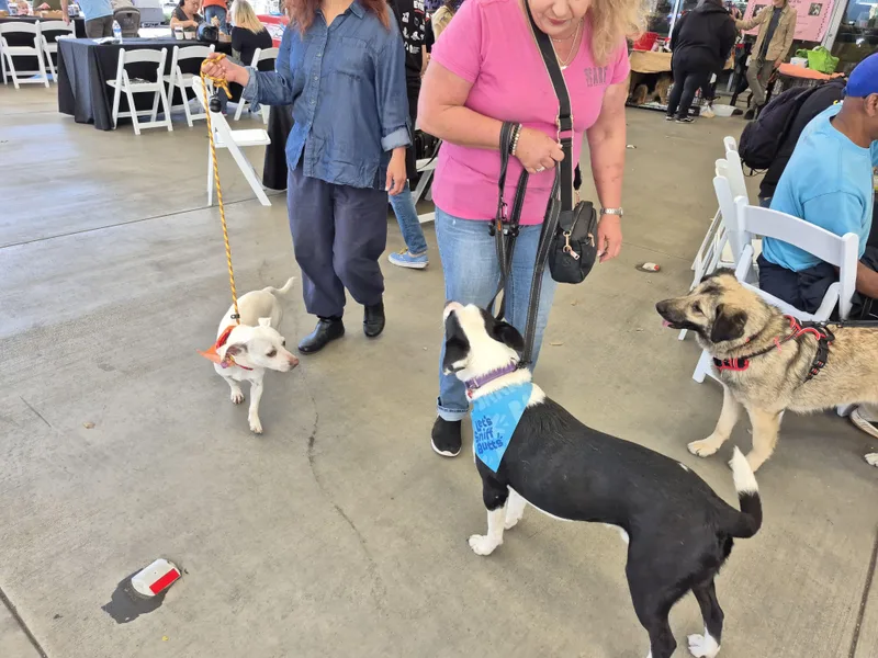 Otis Border Collie Lab thumbnail 3