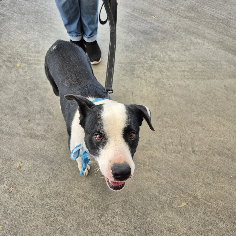 Otis Border Collie Lab thumbnail 5