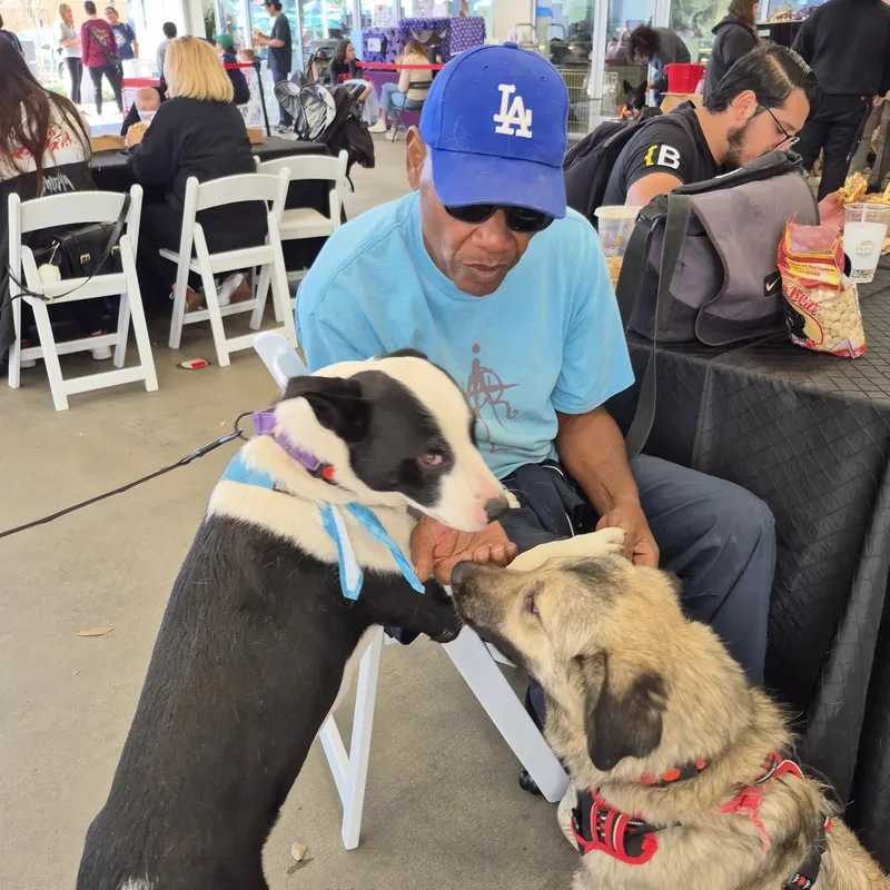 Otis Border Collie Lab thumbnail 6