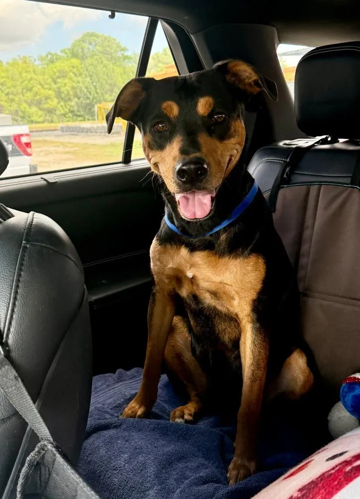 An adult medium-sized female Brown / Chocolate Terrier dog named Athena Rose 🤍💜 for adoption in Silsbee, TX