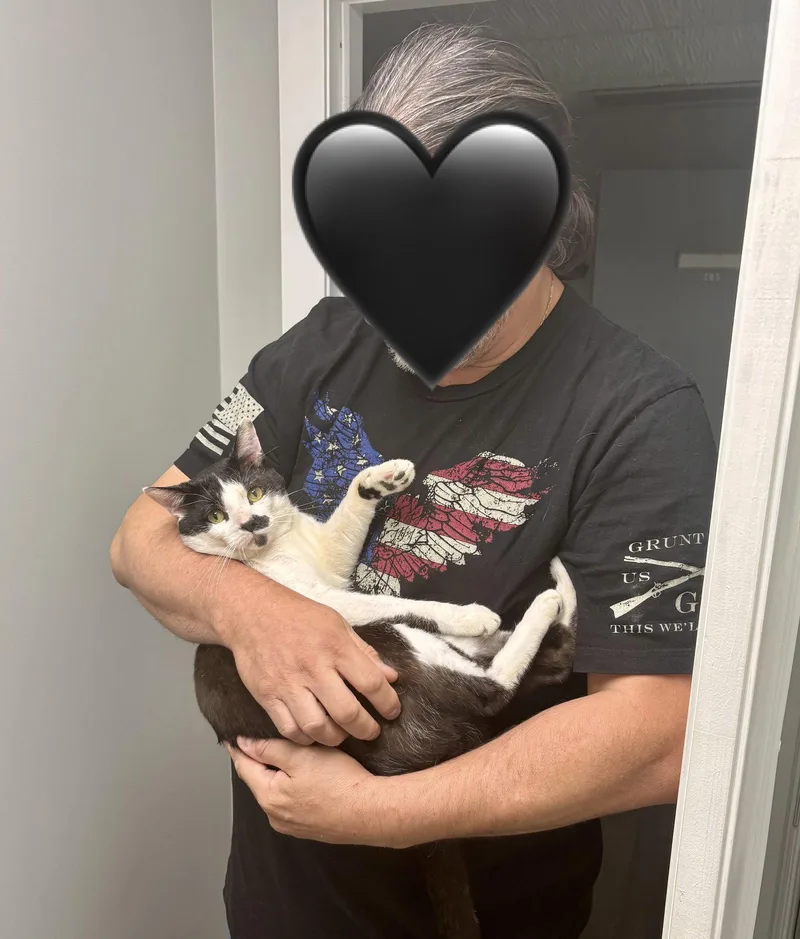 An adult medium-sized male Black & White / Tuxedo Domestic Short Hair cat named Bigote for adoption in Wheaton, IL