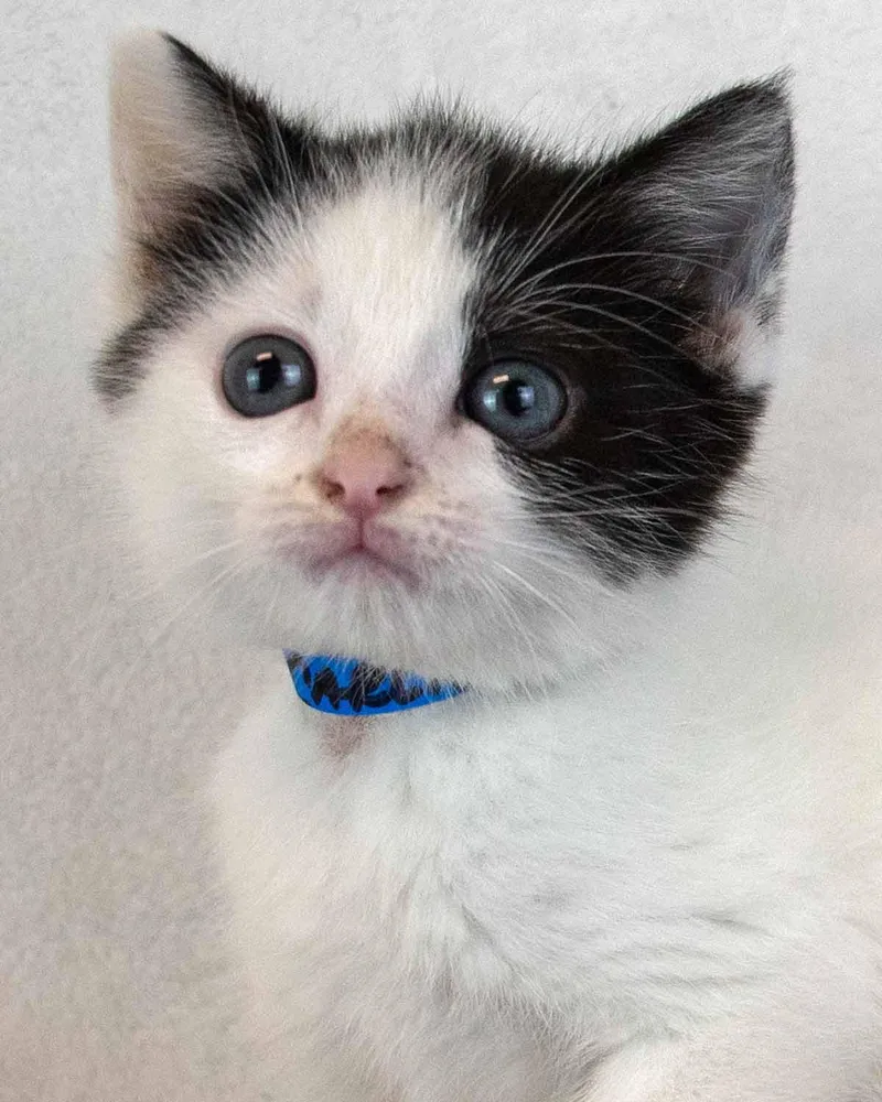Carlton