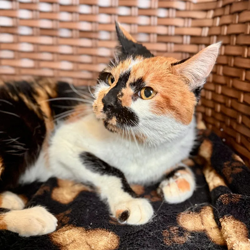 A senior medium-sized female Calico Domestic Short Hair cat named Paisley for adoption in Midland, MI