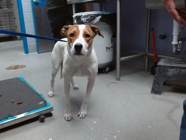 A young medium-sized female Pointer dog named Molly for adoption in Albuquerque, NM