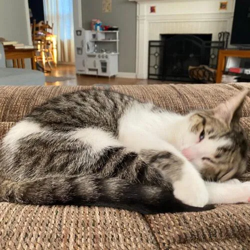 Butterscotch thumbnail 2