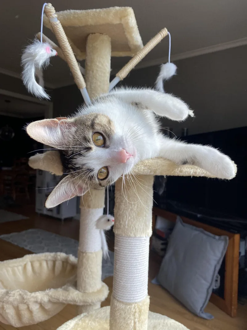 Butterscotch thumbnail 3