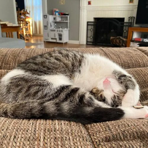 Butterscotch thumbnail 4