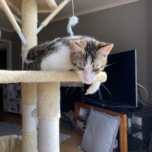 Butterscotch thumbnail 5