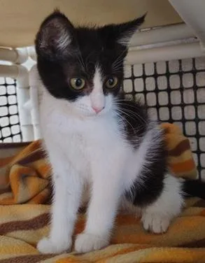 A young small-sized female Black & White / Tuxedo Domestic Short Hair cat named Cat for adoption in Parlier, CA
