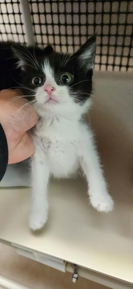 Cat thumbnail 2