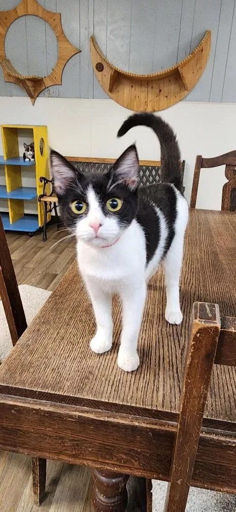 Cat thumbnail 4