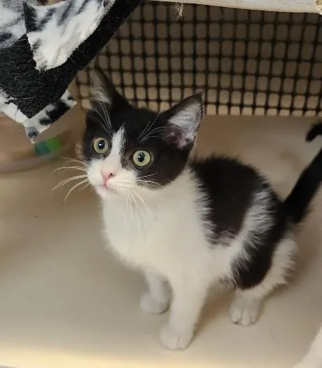 Cat thumbnail 5
