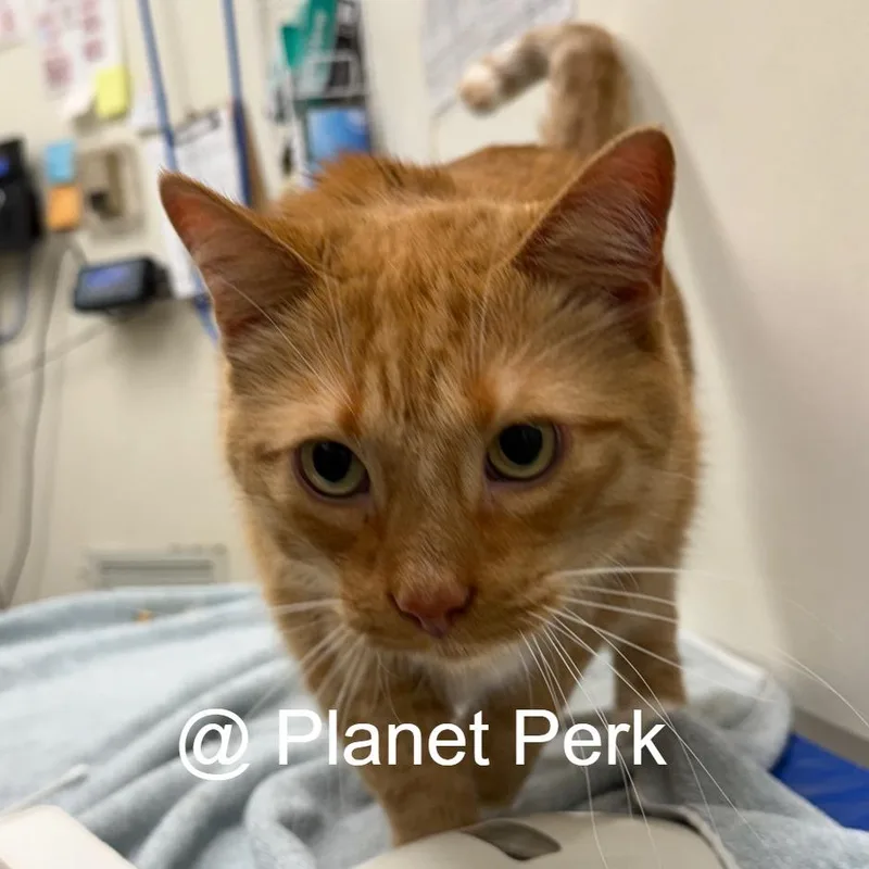 A senior extra large-sized male Orange / Red Domestic Short Hair cat named Socks for adoption in Oshkosh, WI