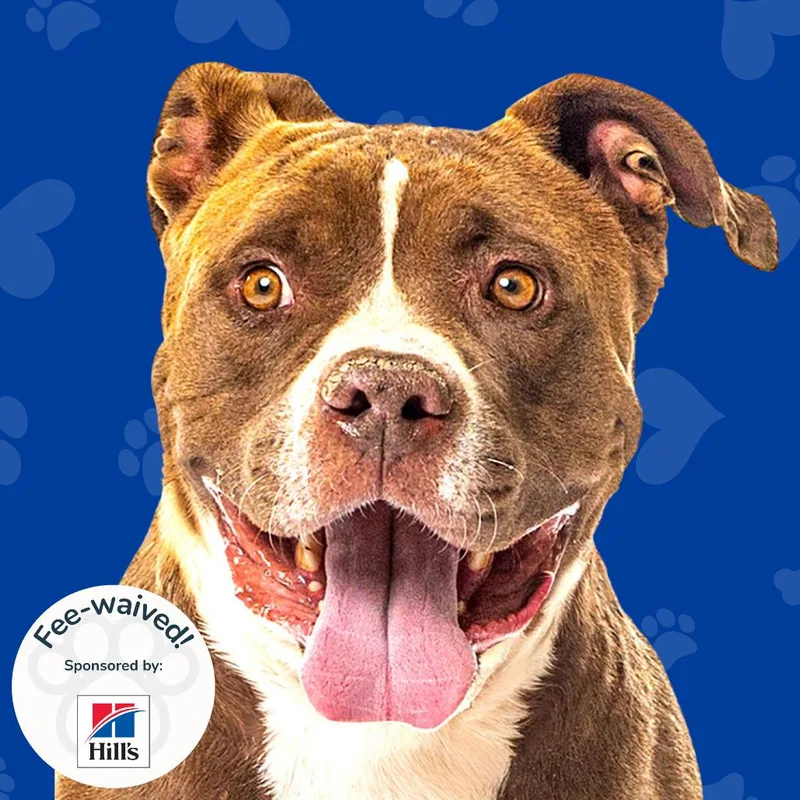An adult large-sized male Brown / Chocolate Pit Bull Terrier dog named Snyder for adoption in Reno, NV