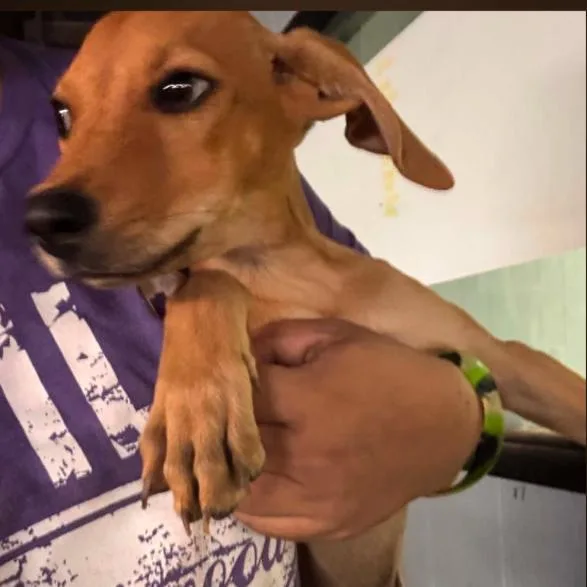 A baby small-sized male Brown / Chocolate Dachshund dog named Lotty for adoption in Odessa, TX